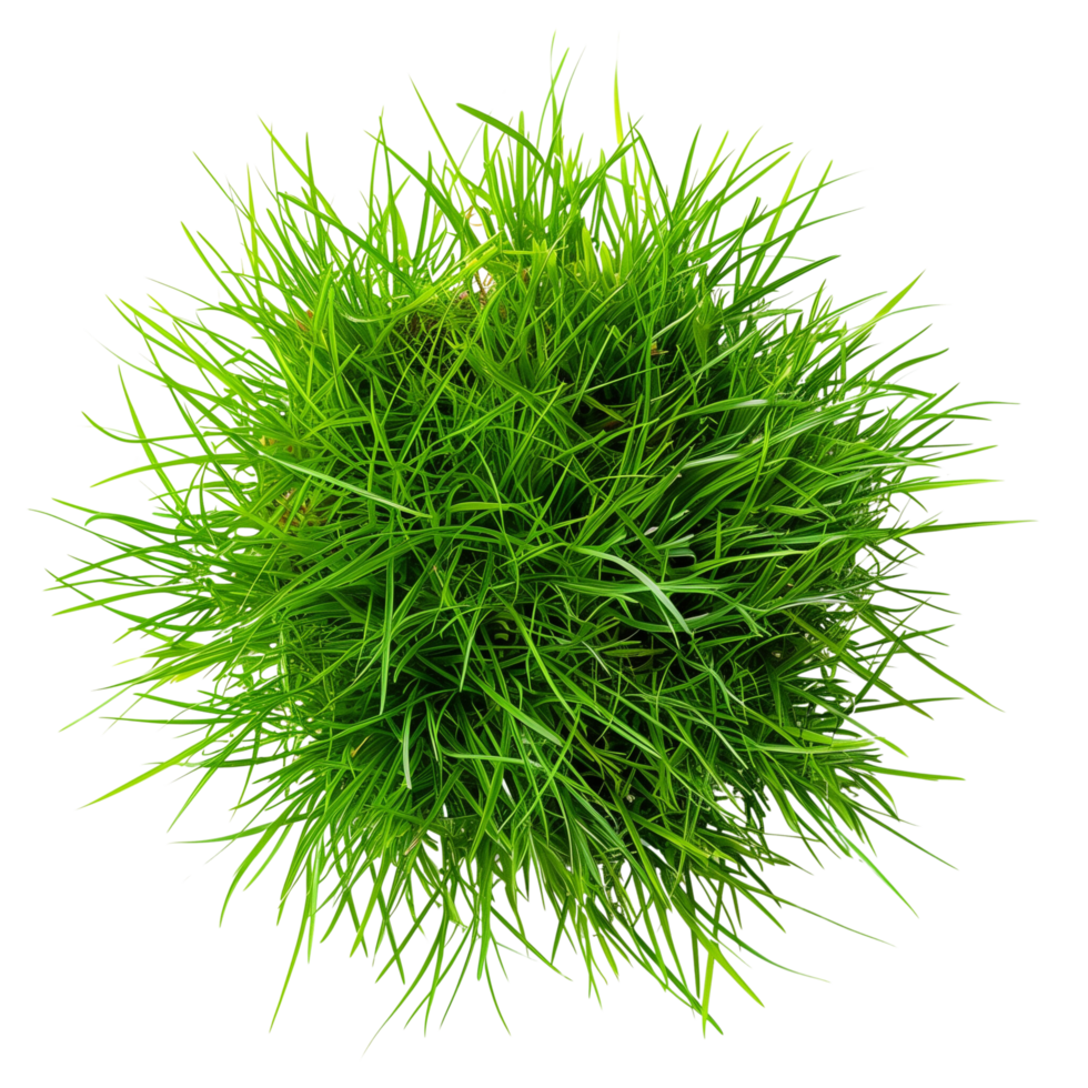 Green grass in center isolated on a transparent background png