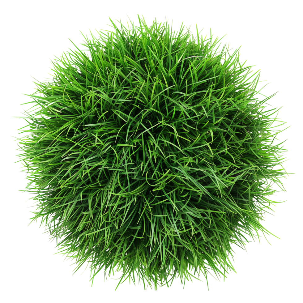 Green grass in center isolated on a transparent background png