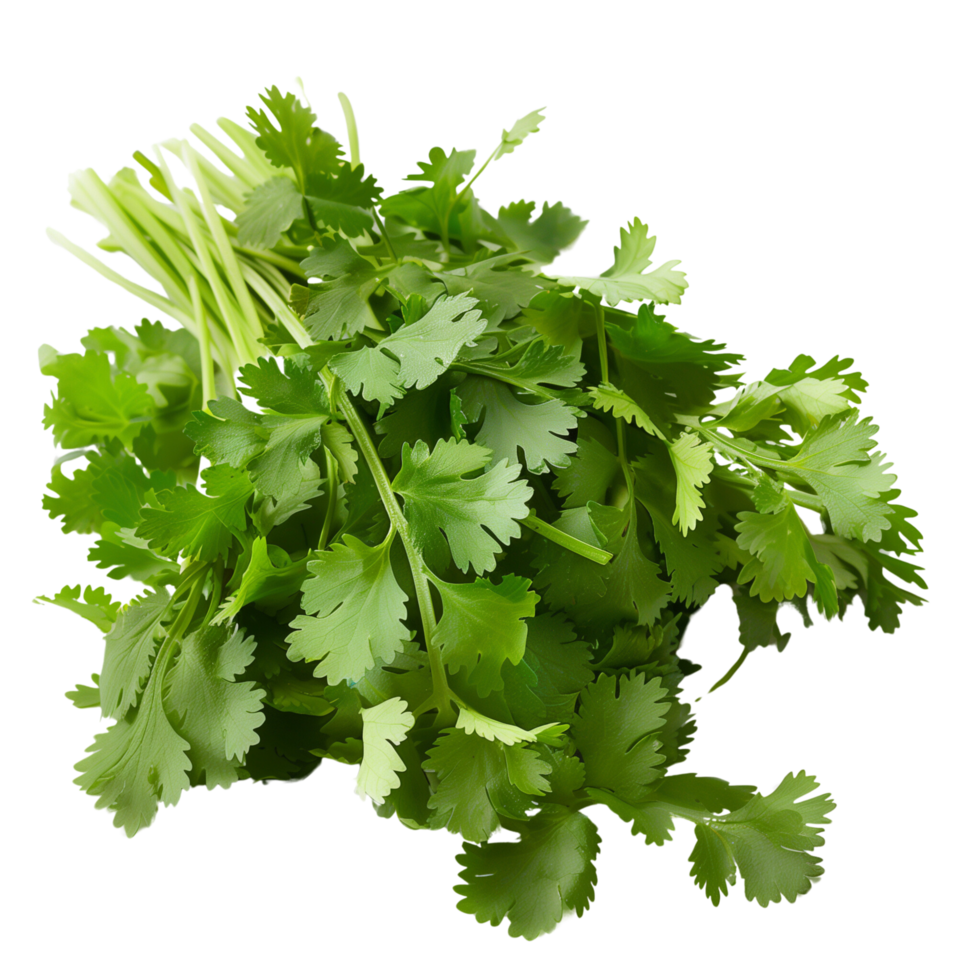 Fresh coriander leaves isolated on a transparent background png