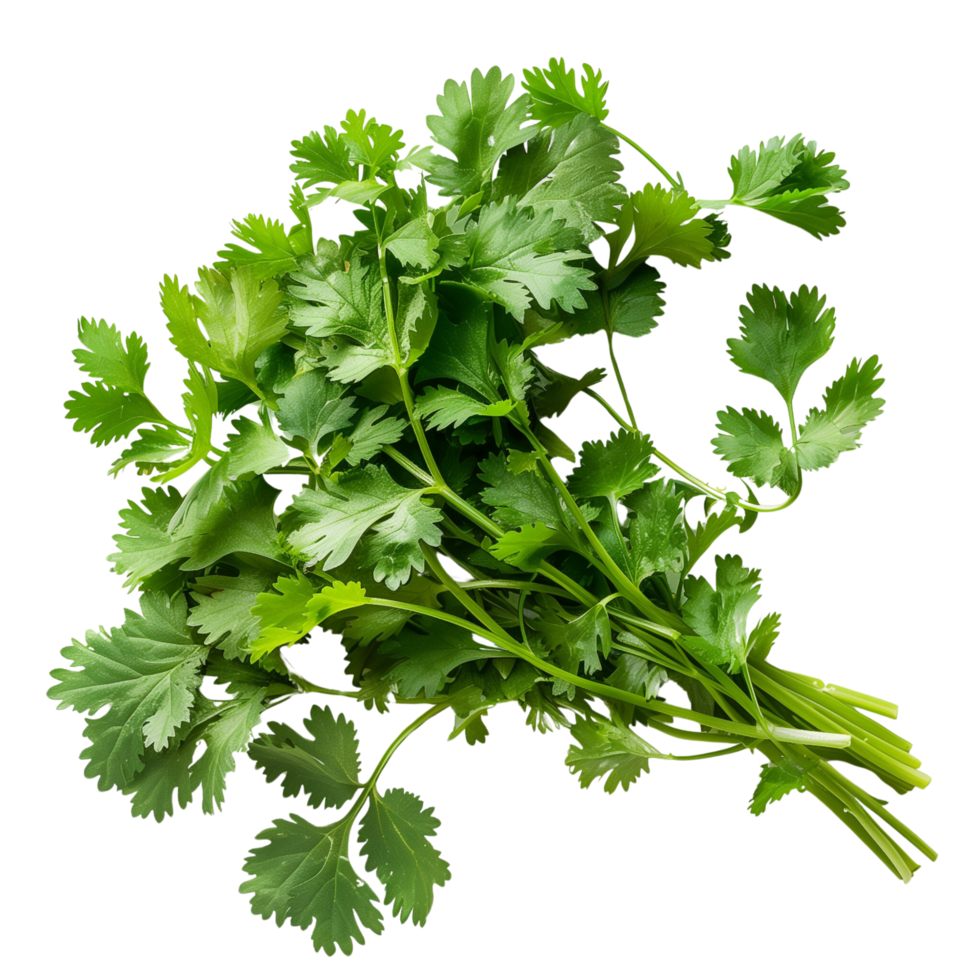 Fresh coriander leaves isolated on a transparent background png