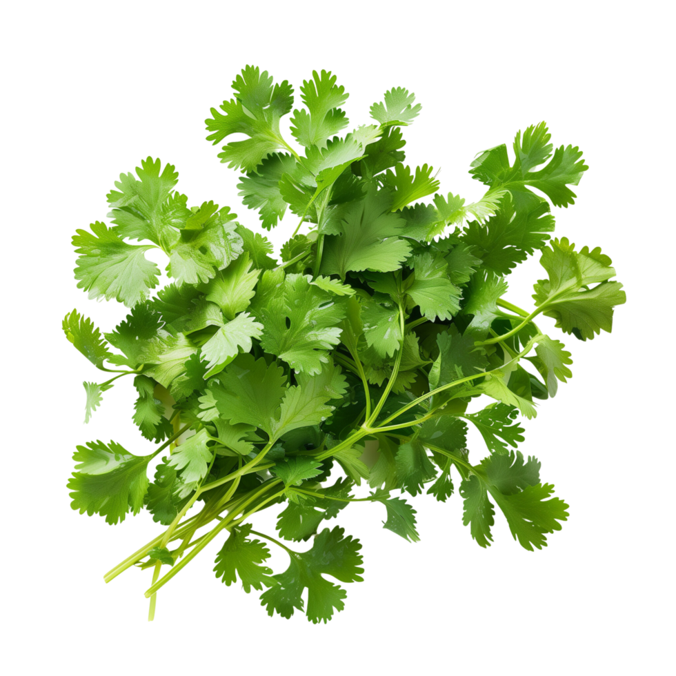 Fresh coriander leaves isolated on a transparent background png