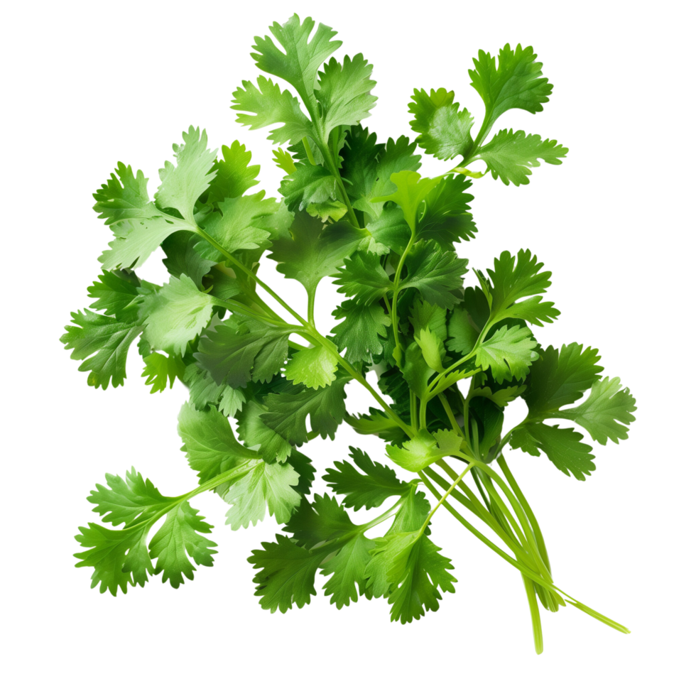 Fresh coriander leaves isolated on a transparent background png