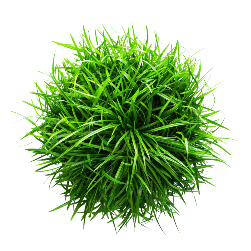 Green grass in center isolated on a transparent background png
