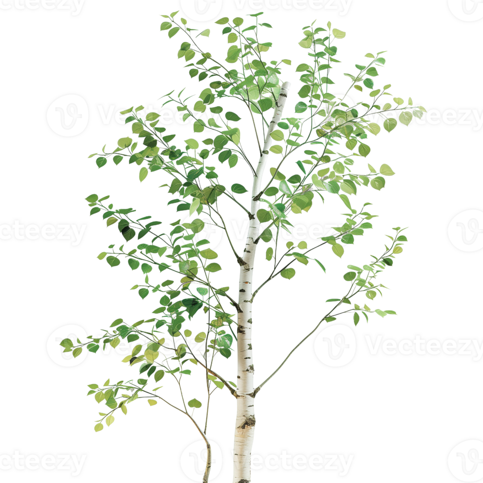 A delicate birch tree with white bark and green leaves isolated on a transparent background png