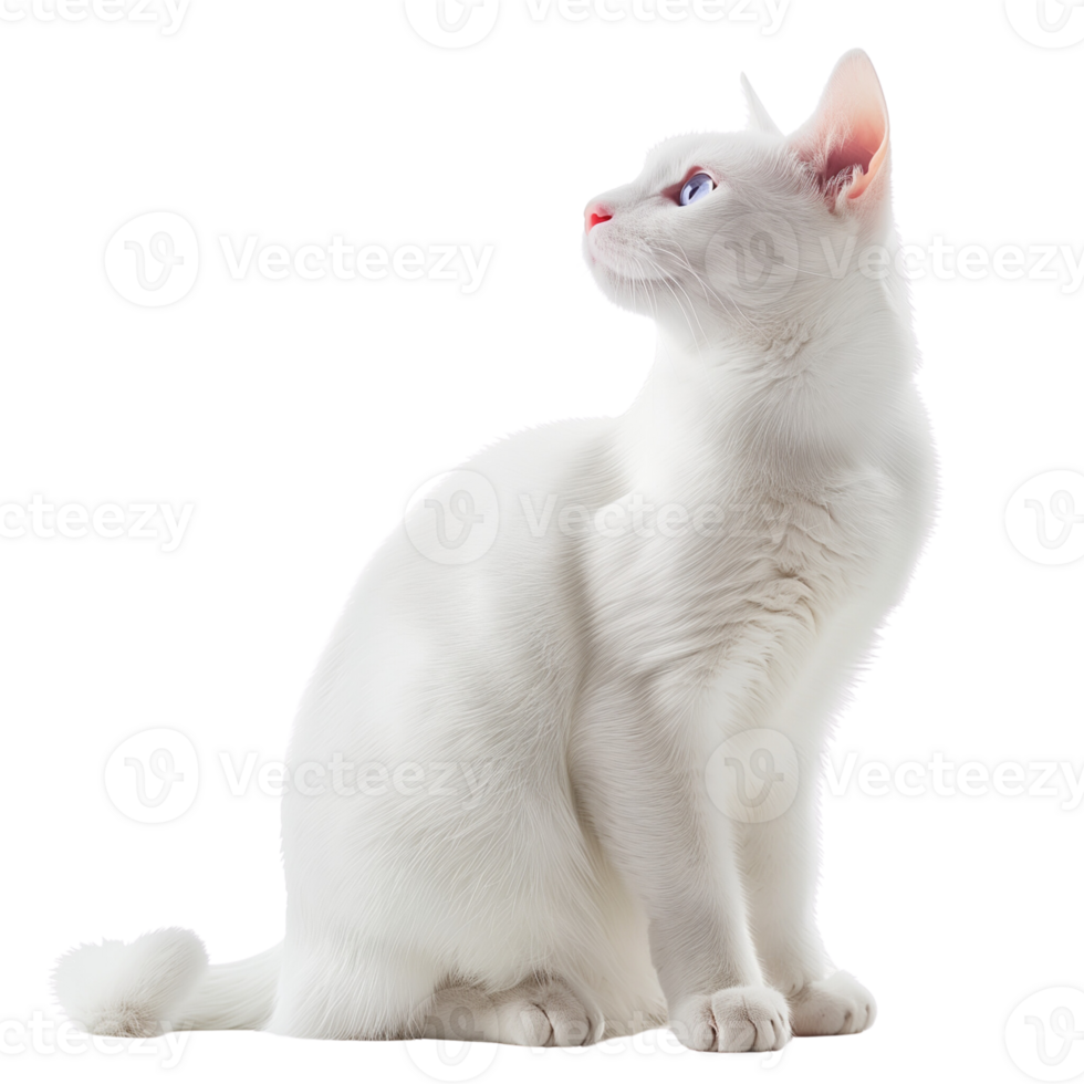 A cute white cat sitting gracefully, isolated on a transparent background png