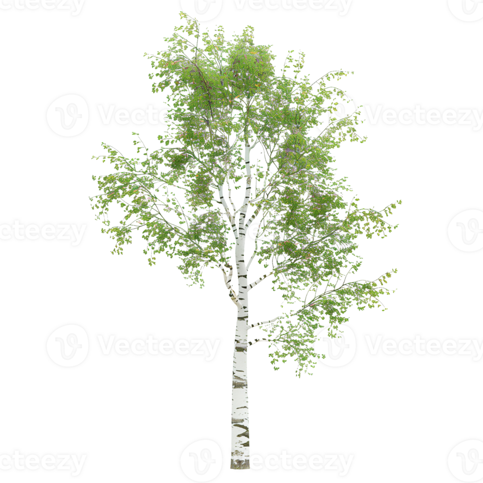 A delicate birch tree with white bark and green leaves isolated on a transparent background png