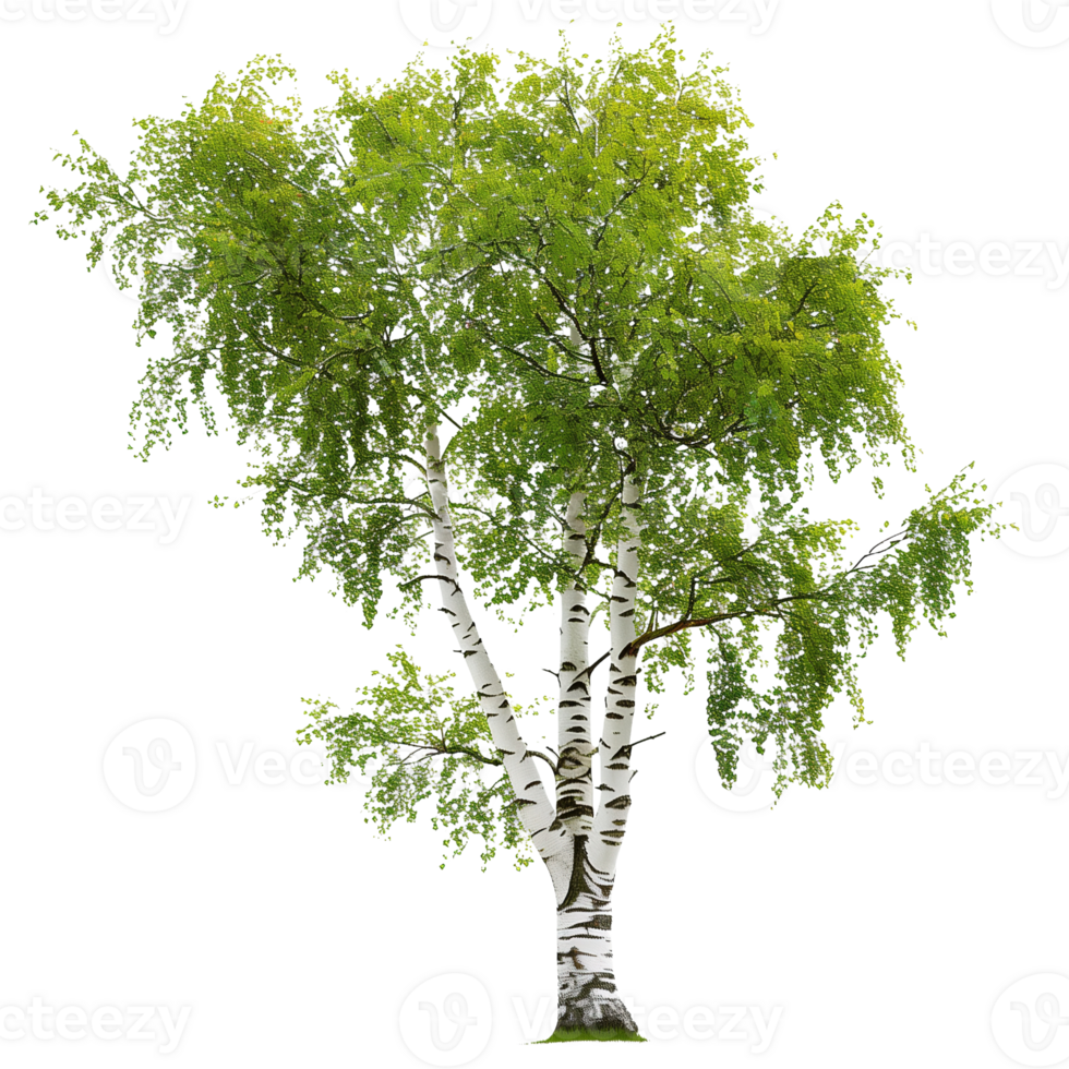 A delicate birch tree with white bark and green leaves isolated on a transparent background png