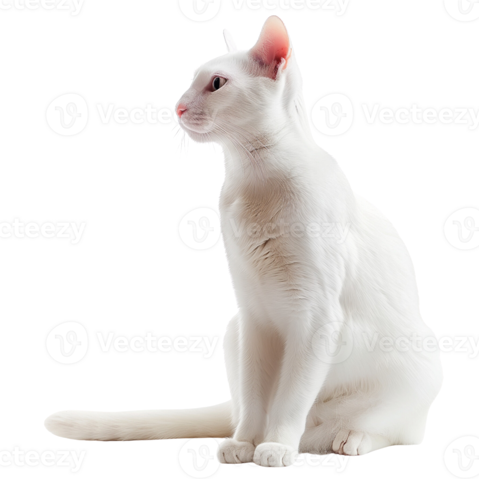 A cute white cat sitting gracefully, isolated on a transparent background png