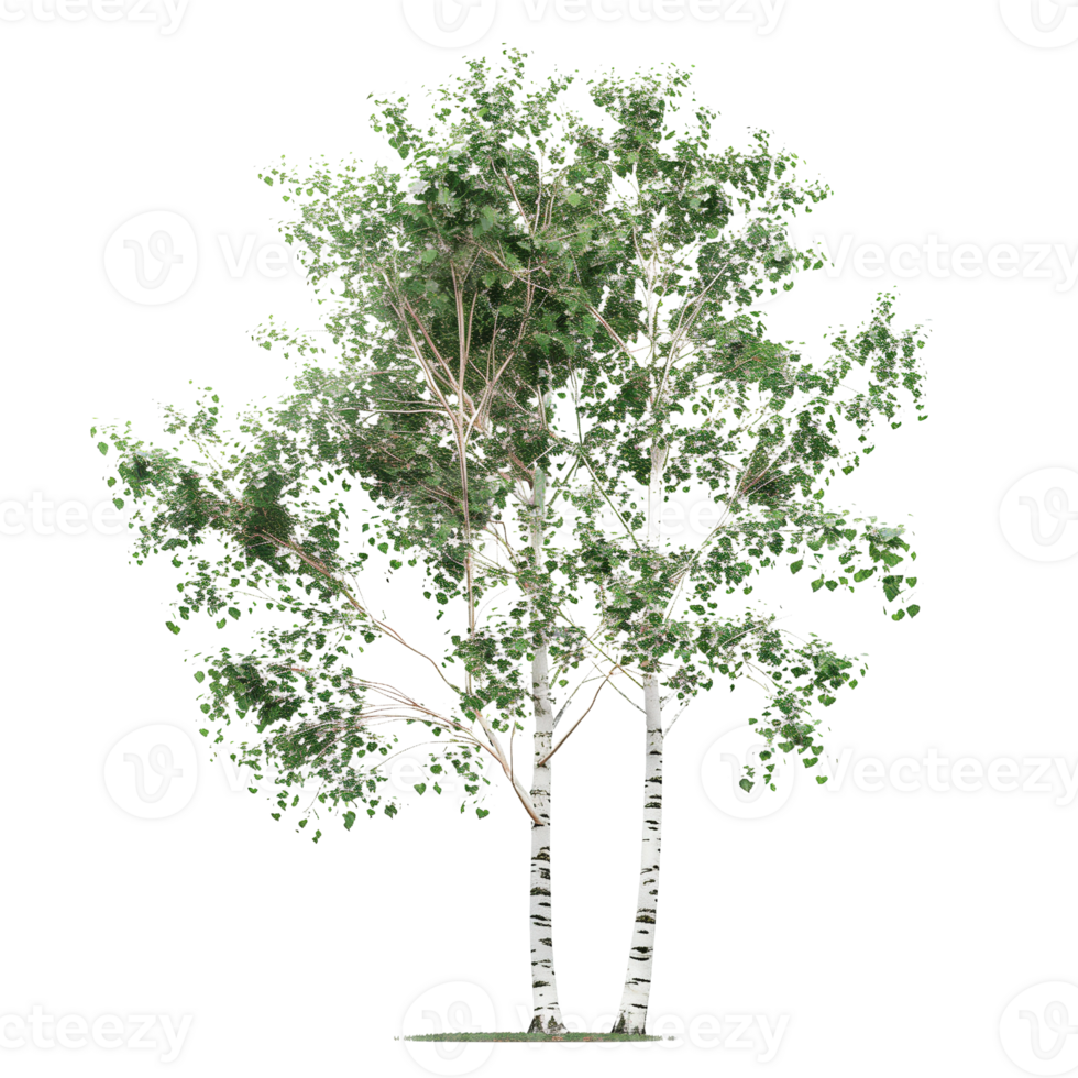 A delicate birch tree with white bark and green leaves isolated on a transparent background png