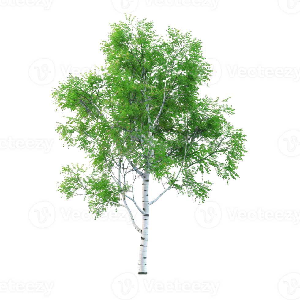 A delicate birch tree with white bark and green leaves isolated on a transparent background png