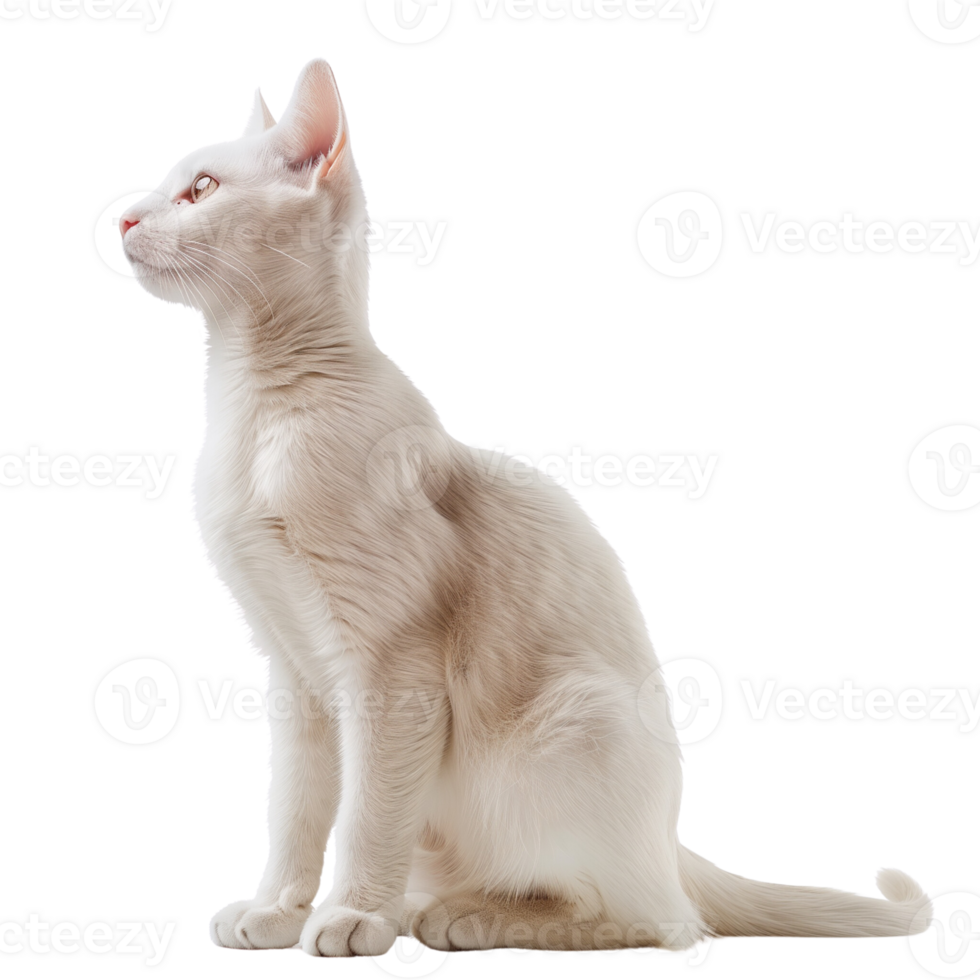A cute white cat sitting gracefully, isolated on a transparent background png