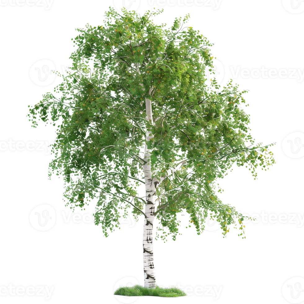 A delicate birch tree with white bark and green leaves isolated on a transparent background png