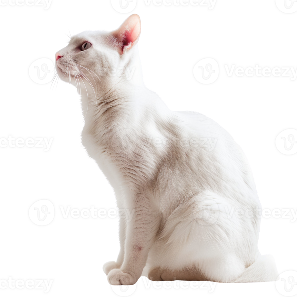 A cute white cat sitting gracefully, isolated on a transparent background png