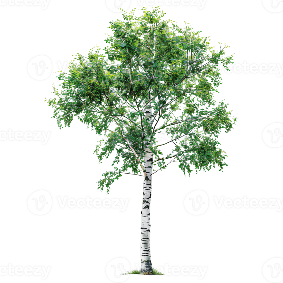 A delicate birch tree with white bark and green leaves isolated on a transparent background png