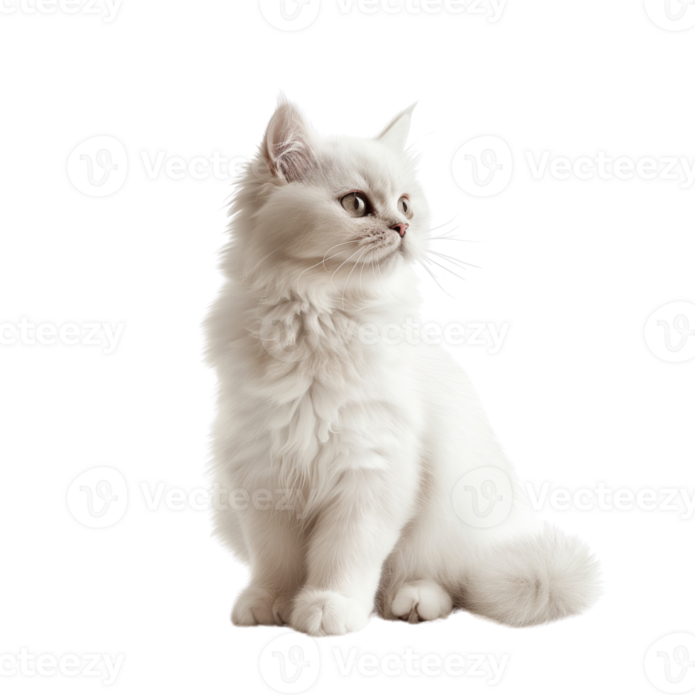 A cute white cat sitting gracefully, isolated on a transparent background png