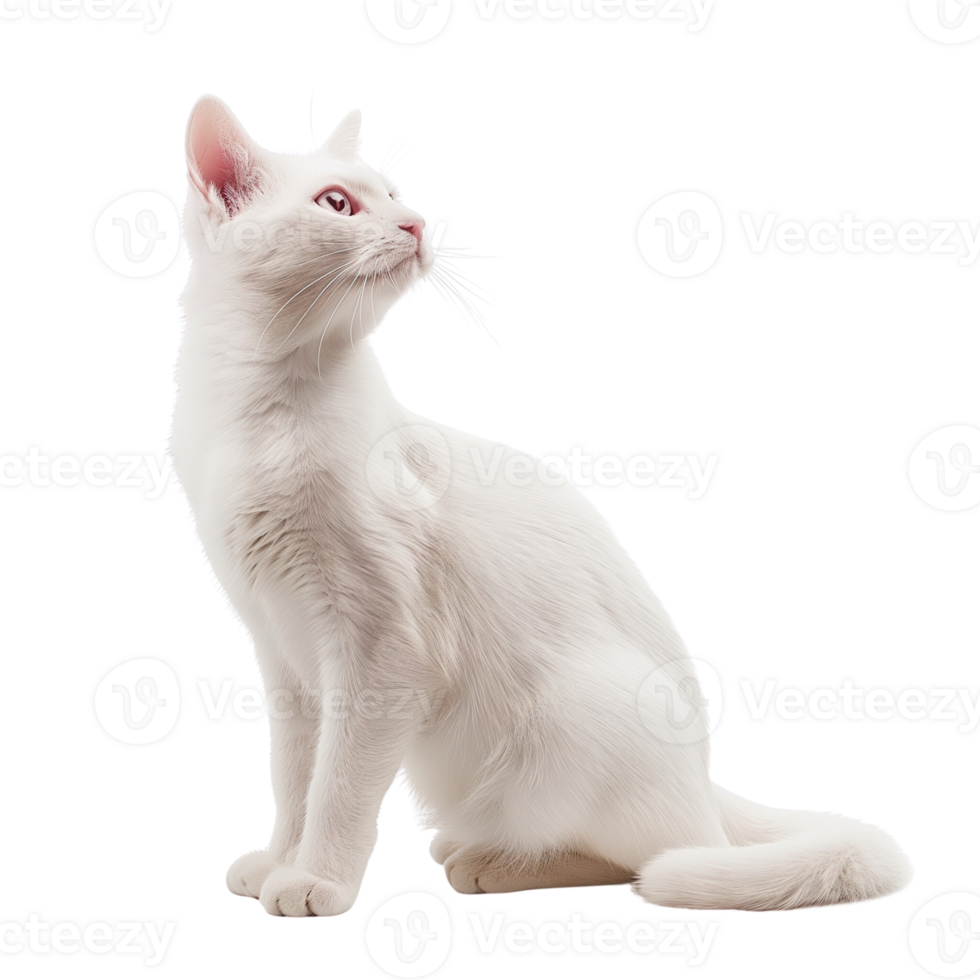 A cute white cat sitting gracefully, isolated on a transparent background png