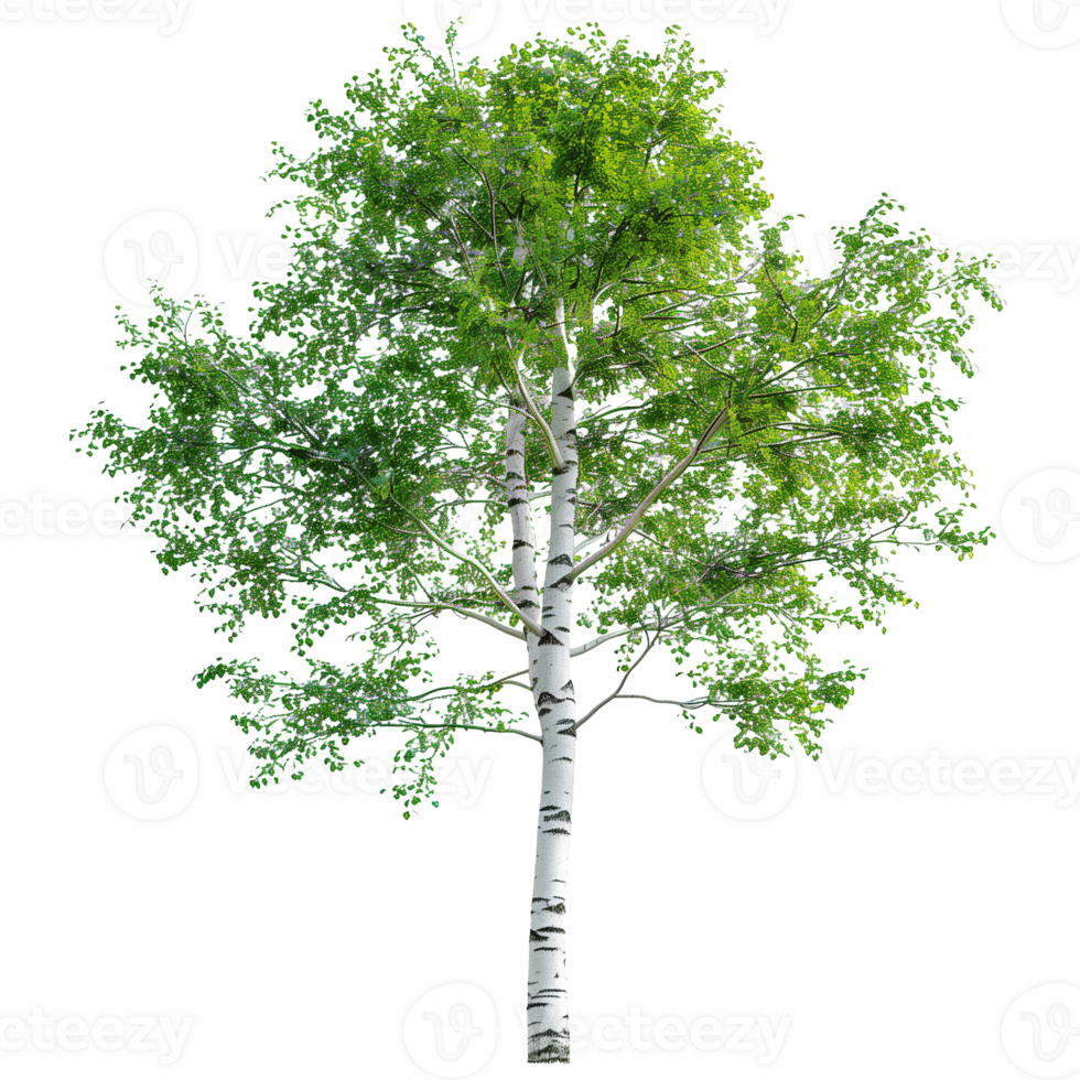 A delicate birch tree with white bark and green leaves isolated on a transparent background png