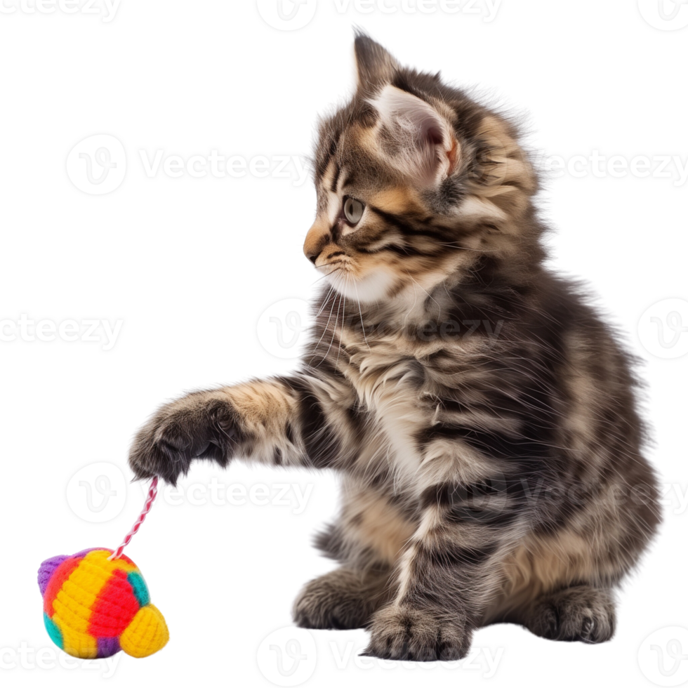 A fluffy kitten playing with a toy isolated on a transparent background png