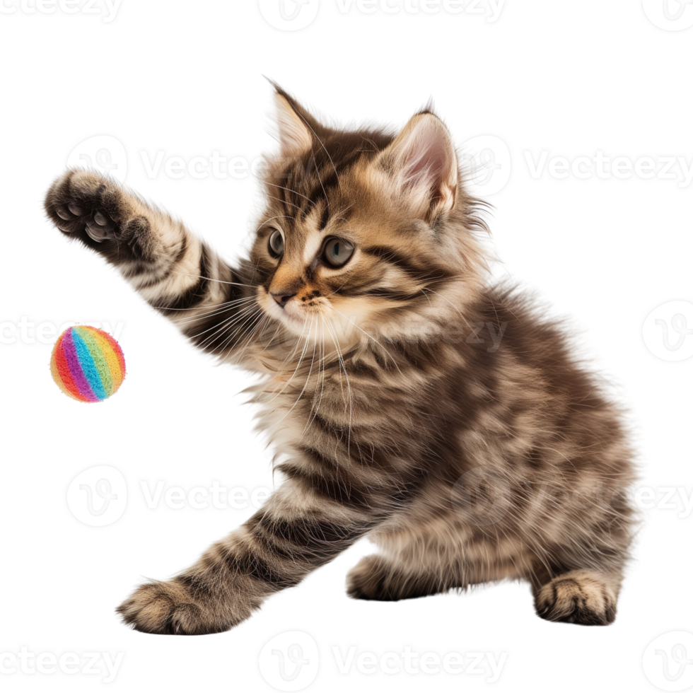 A fluffy kitten playing with a toy isolated on a transparent background png