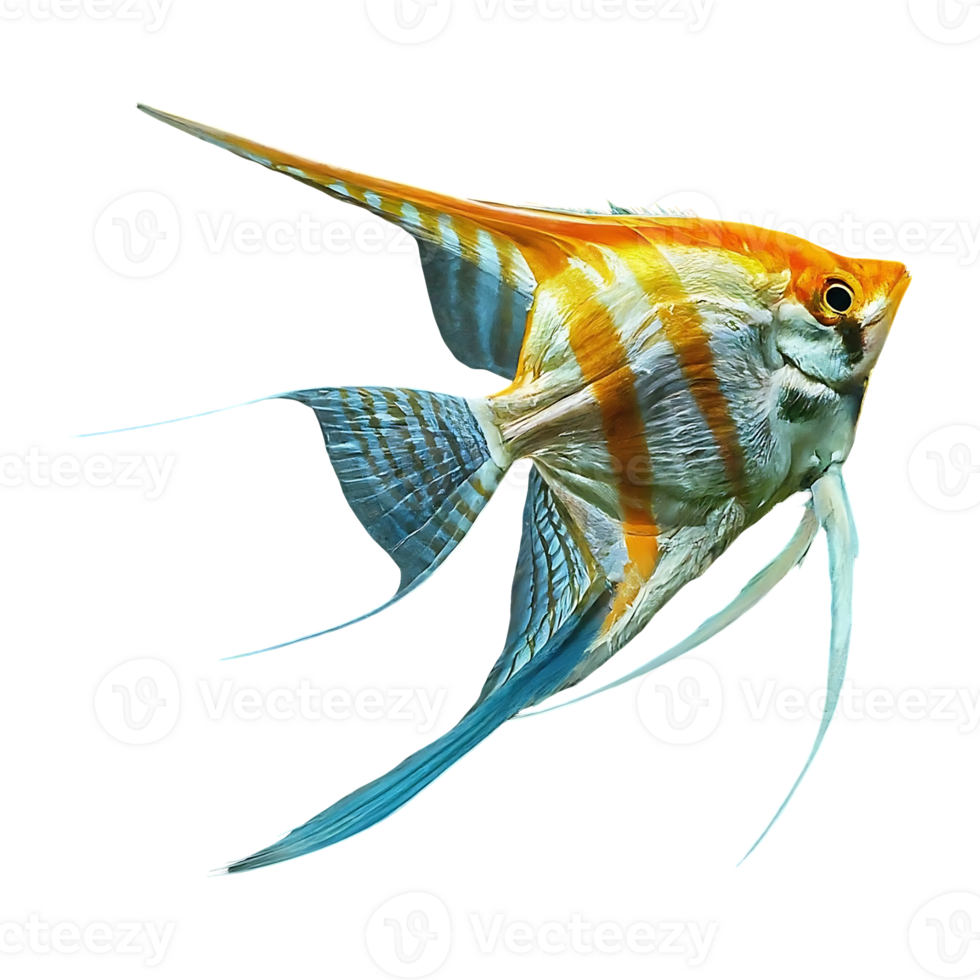 japanese angelfish on transparent background png