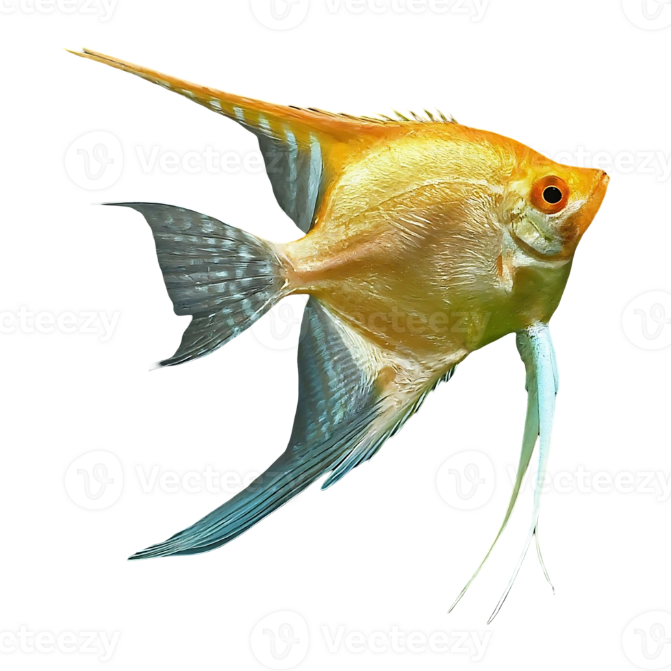 japanese angelfish on transparent background png