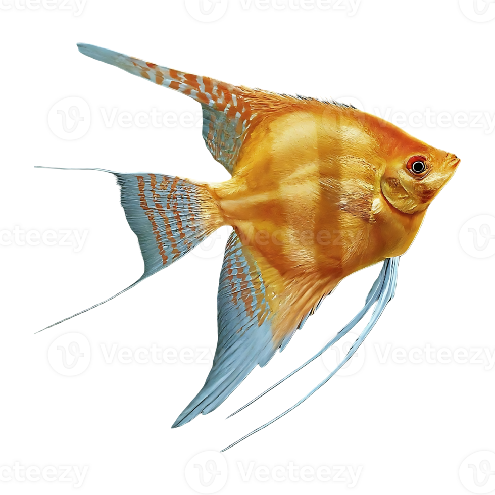 japanese angelfish on transparent background png