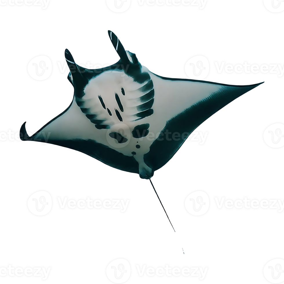 manta ray on transparent background highly detailed png