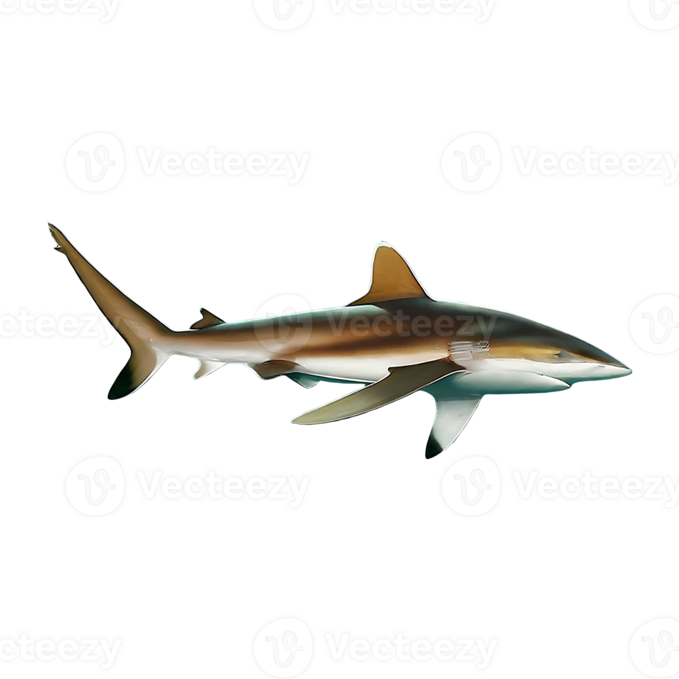 silky shark on transparent background highly detailed png