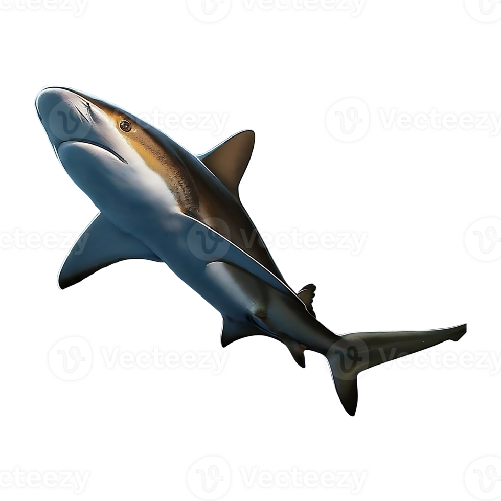 silky shark on transparent background highly detailed png
