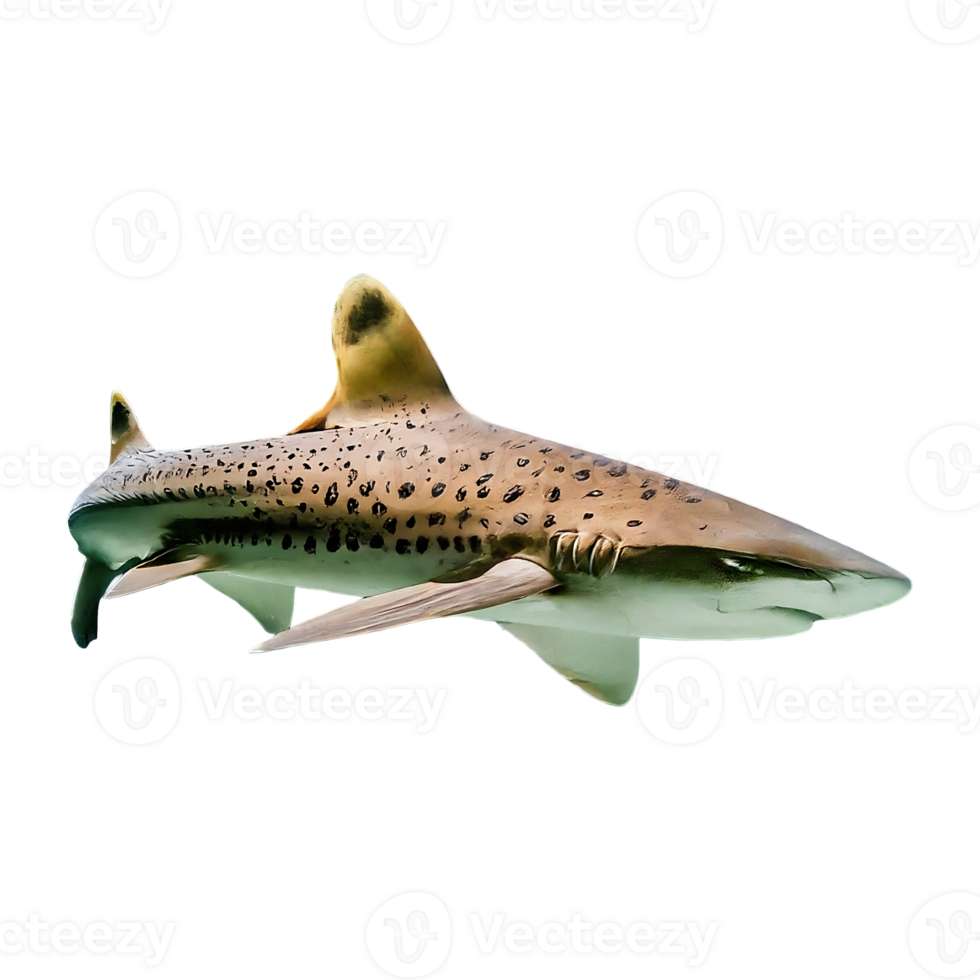 spottail shark on transparent background highly detailed png