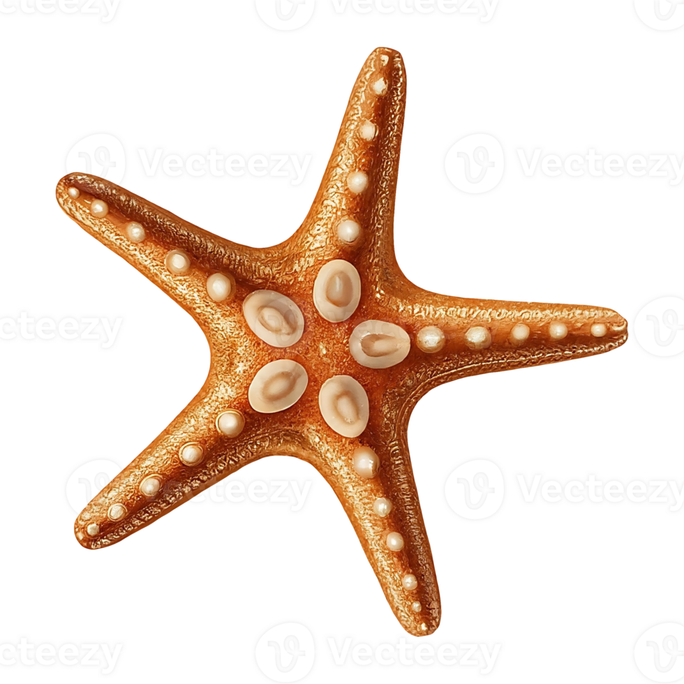 starfish on transparent background highly detailed png