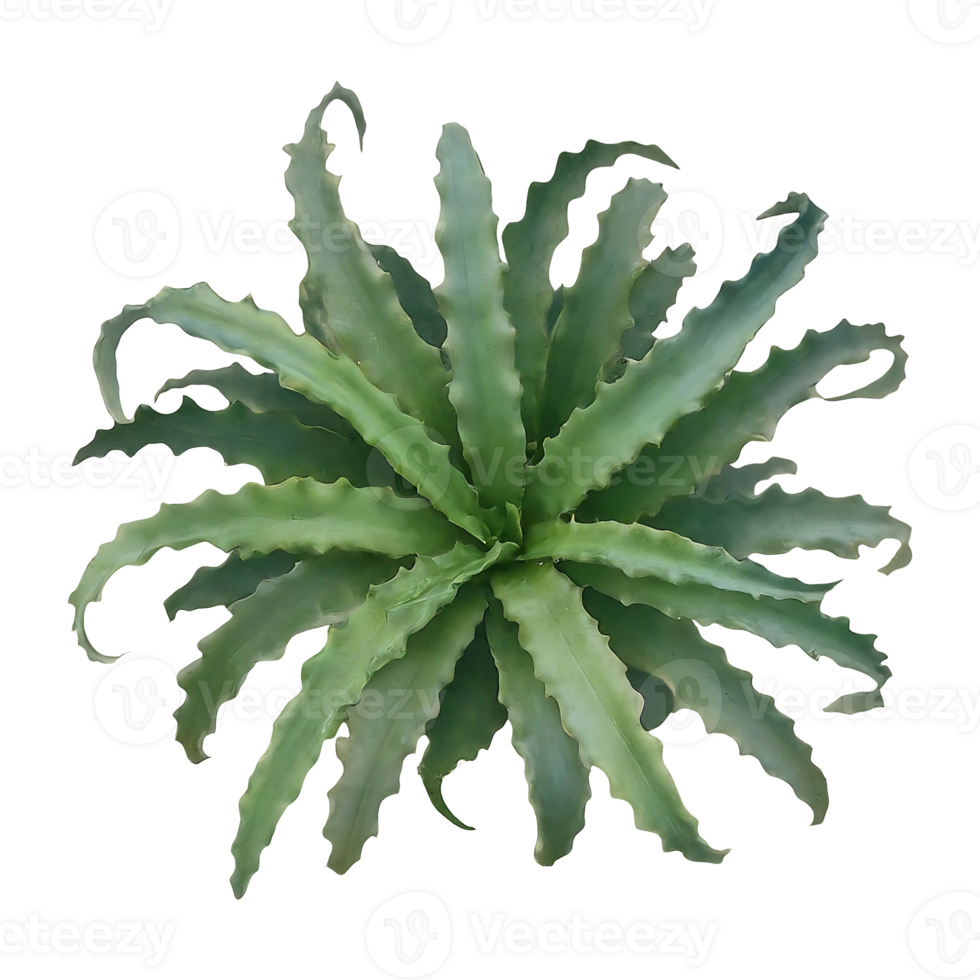 trachyphyllia on transparent background highly detailed png