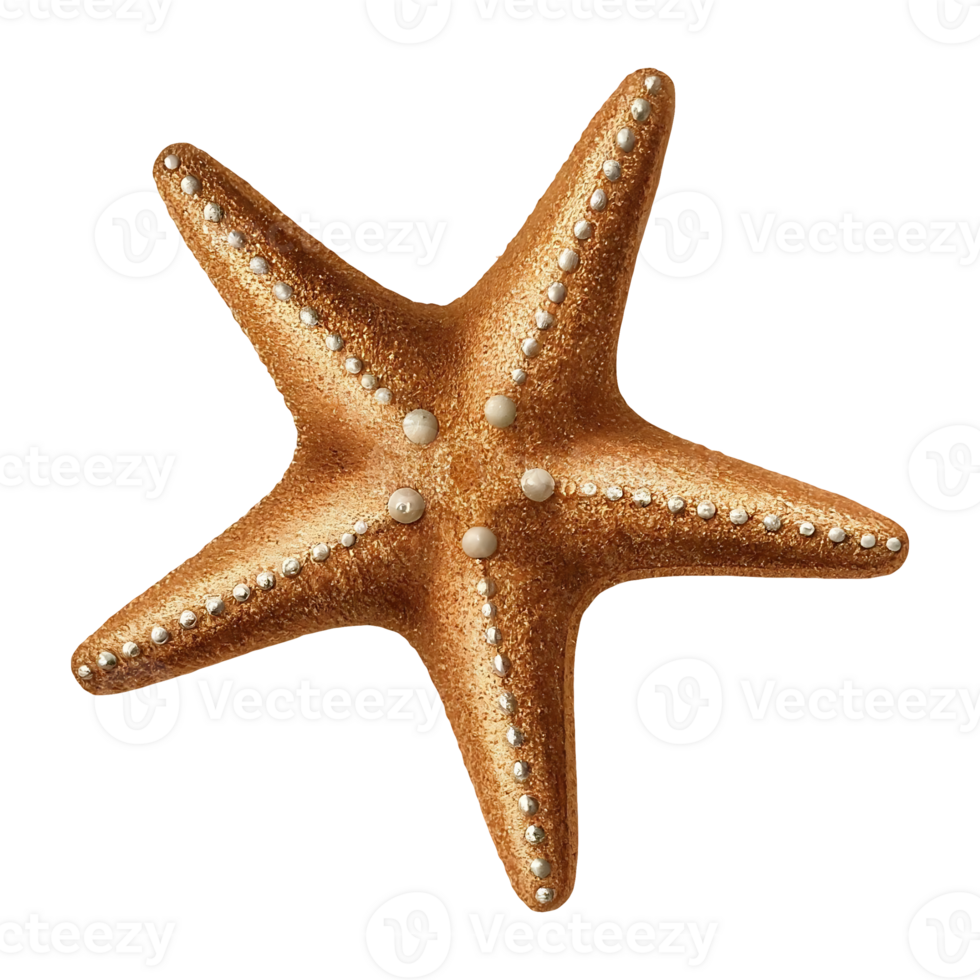 starfish on transparent background highly detailed png