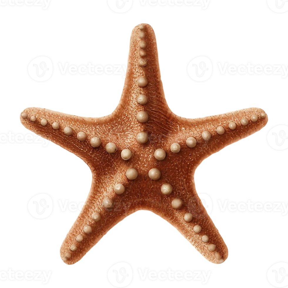 starfish on transparent background highly detailed png