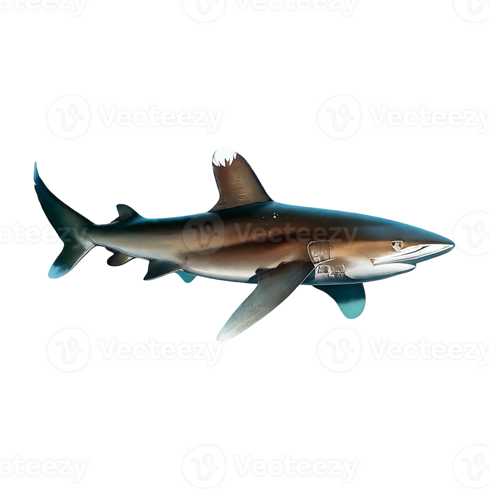 oceanic whitetip shark on transparent background png