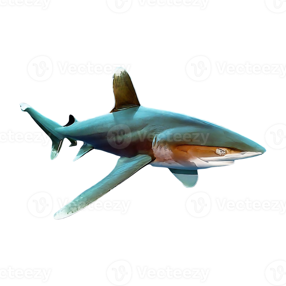 oceanic whitetip shark on transparent background png
