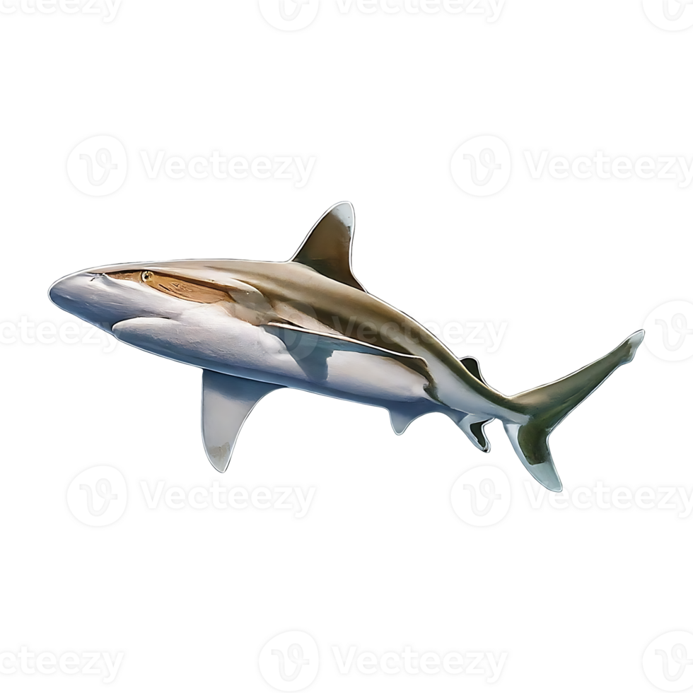 silvertip shark on transparent background highly detailed png