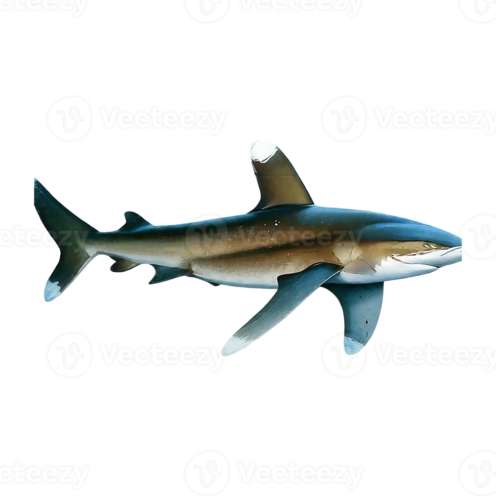 oceanic whitetip shark on transparent background png