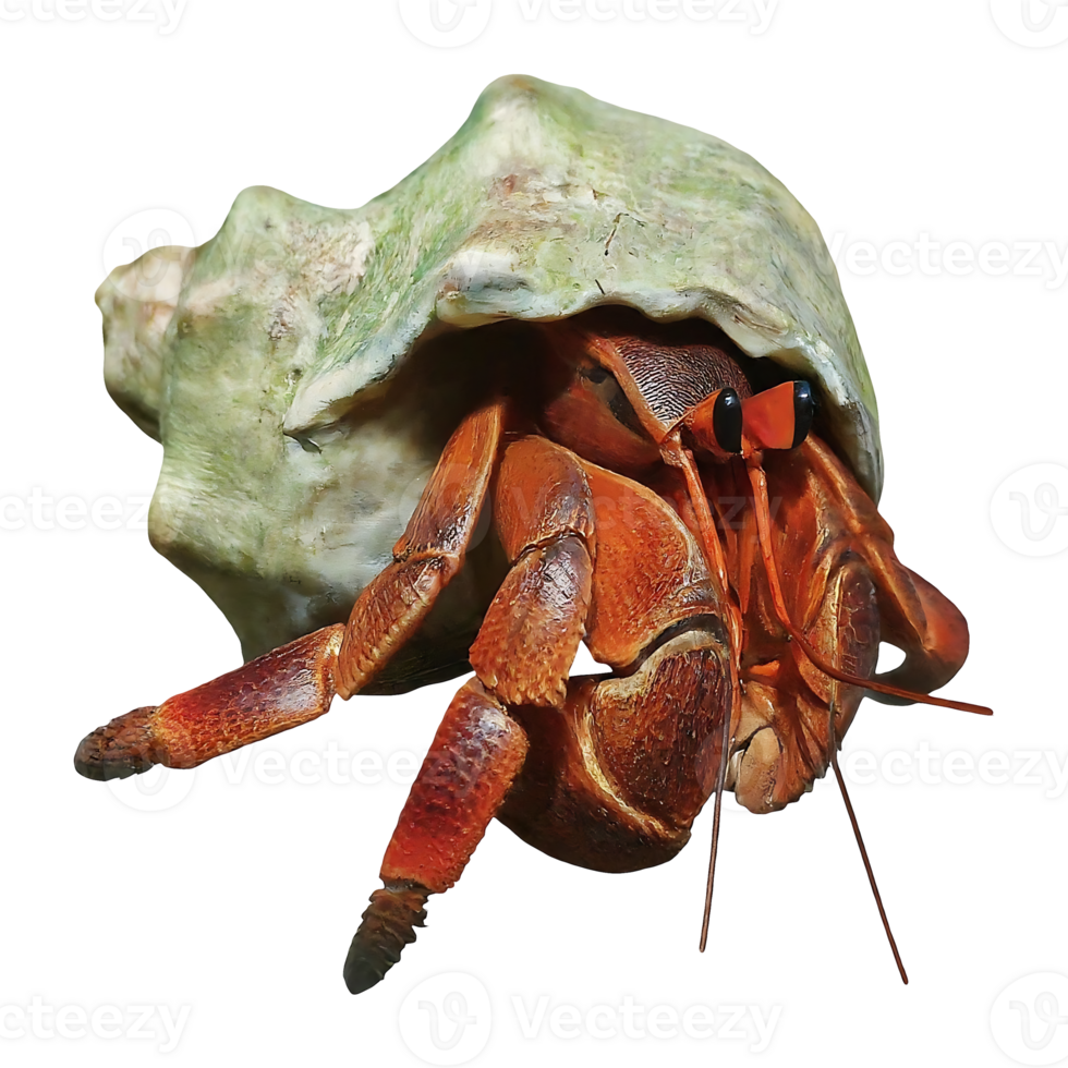 hermit crab on transparent background highly detailed png