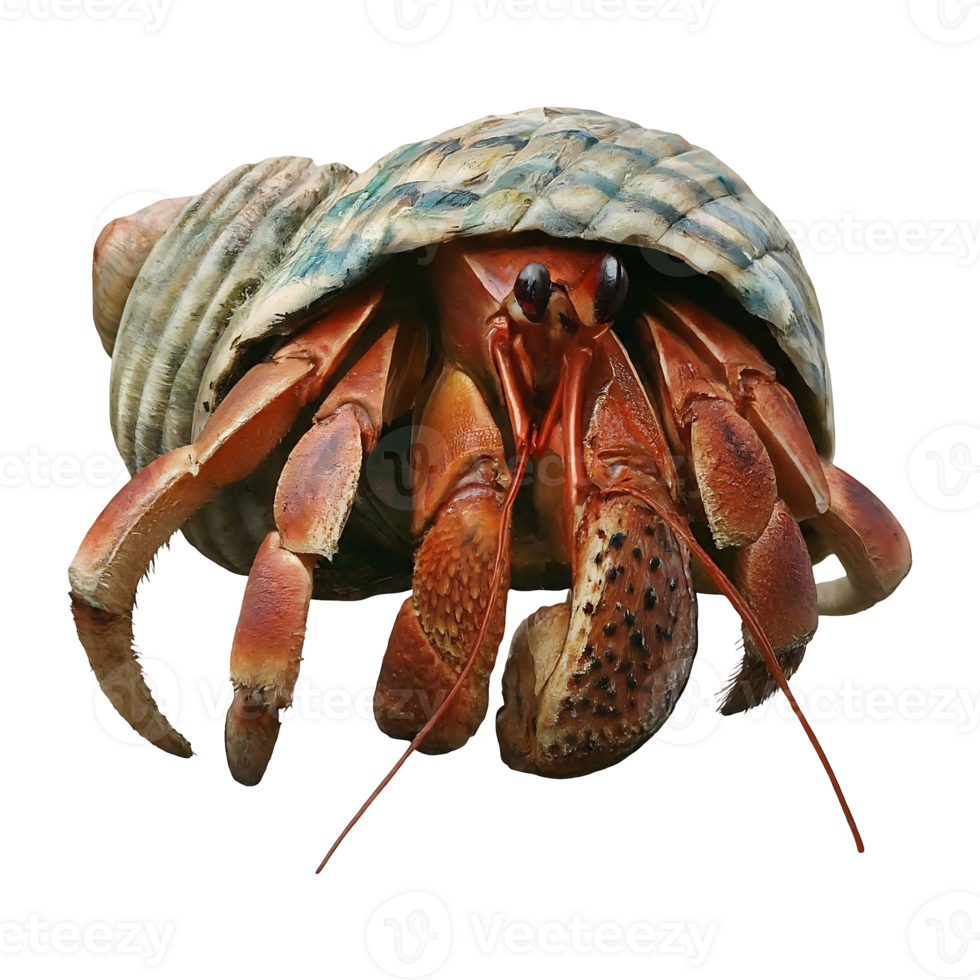 hermit crab on transparent background highly detailed png