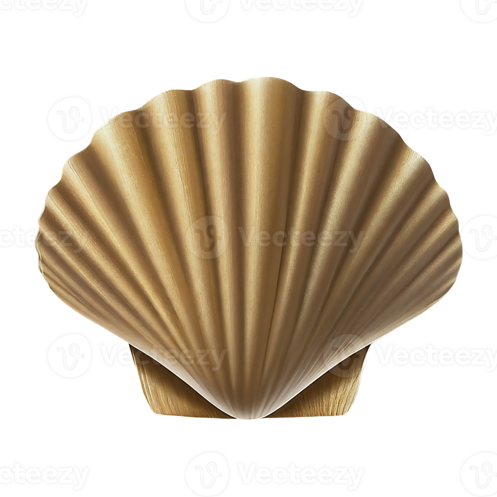 clam shell on transparent background highly detailed png