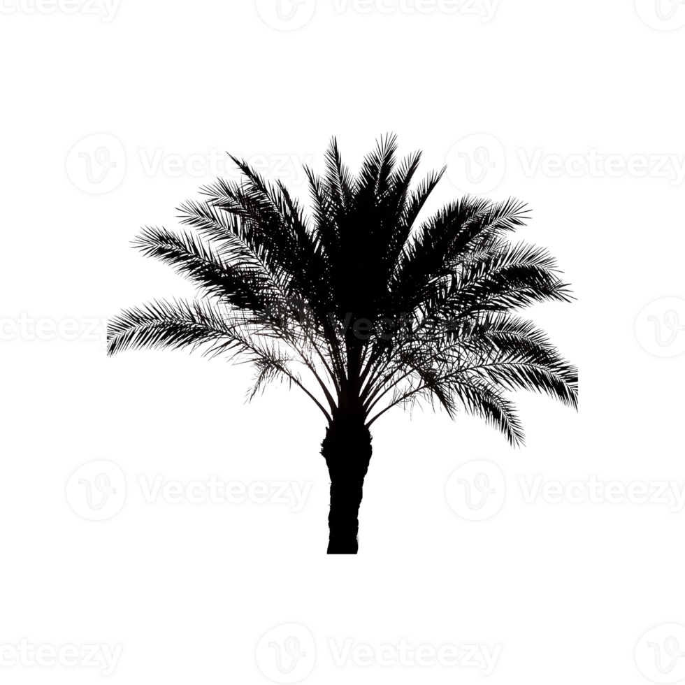Date Tree Silhouette Symbol isolated on transparent background png