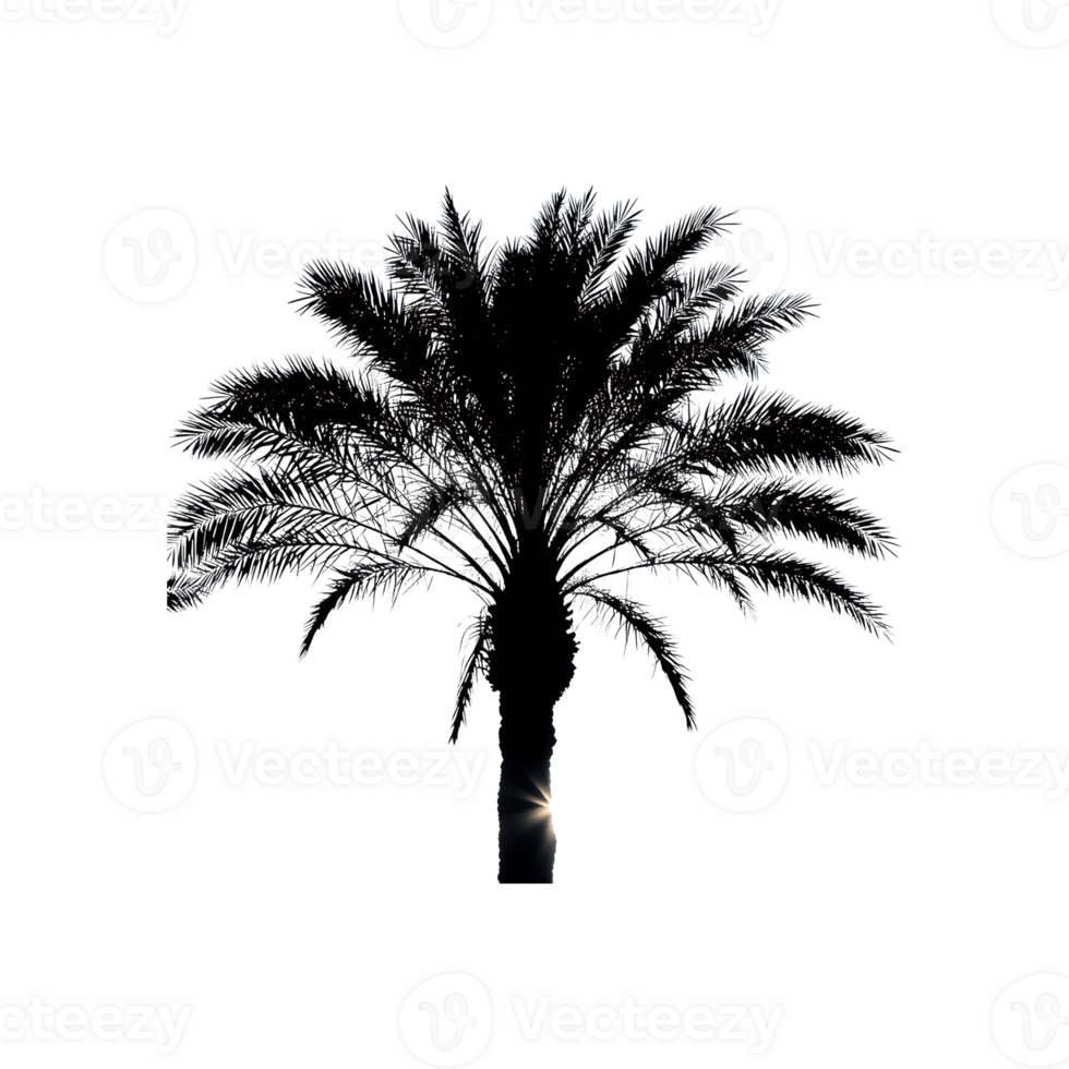 Date Tree Silhouette Symbol isolated on transparent background png