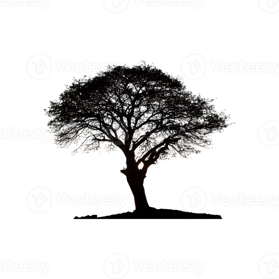 Desert Tree Silhouette Symbol isolated on transparent background png