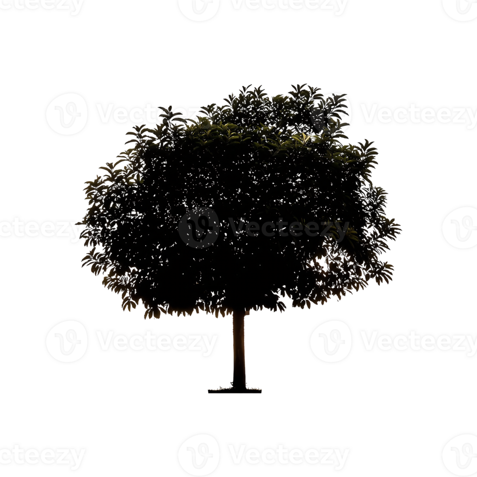 Fruit Tree Silhouette Symbol isolated on transparent background png
