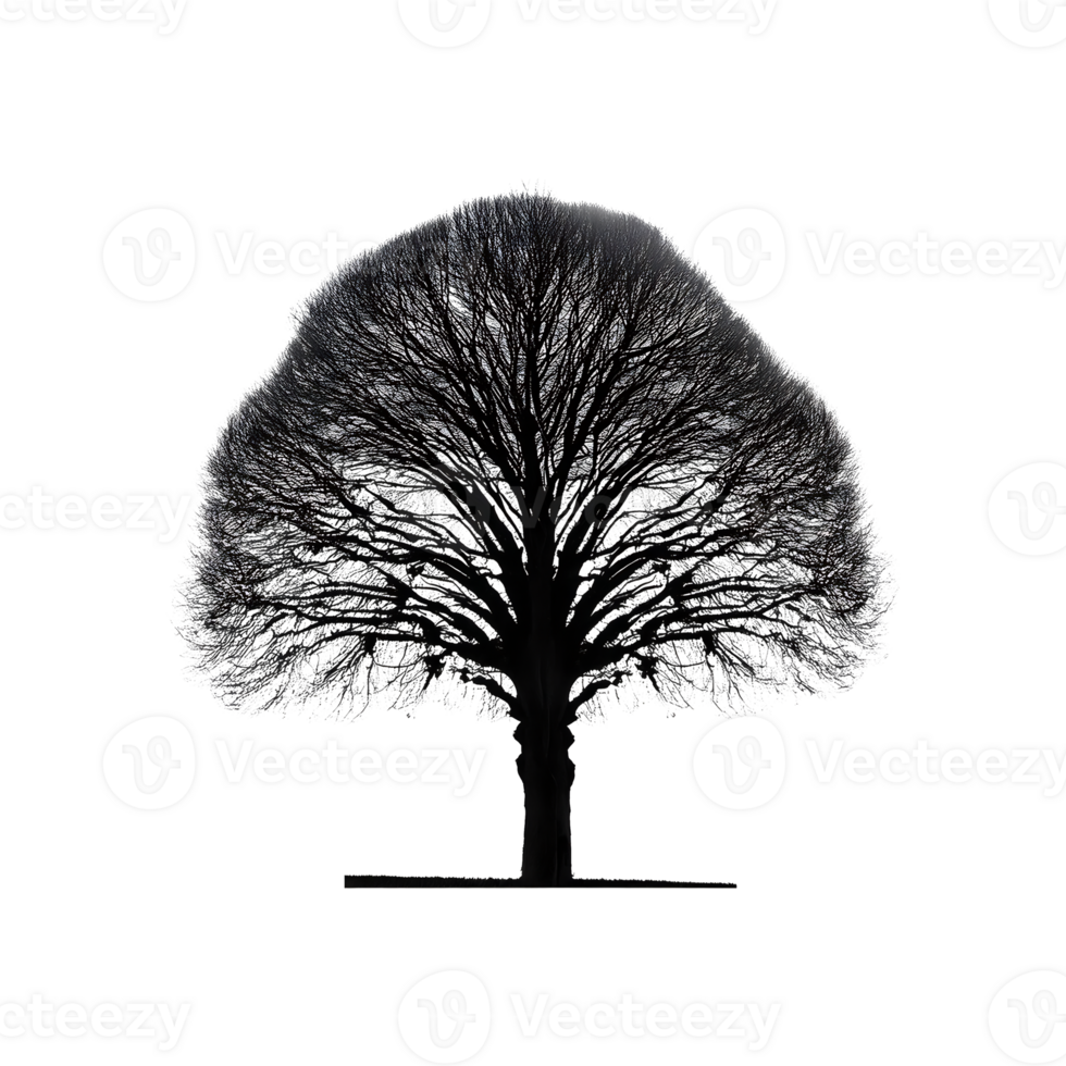 Fur Tree Silhouette Symbol isolated on transparent background png