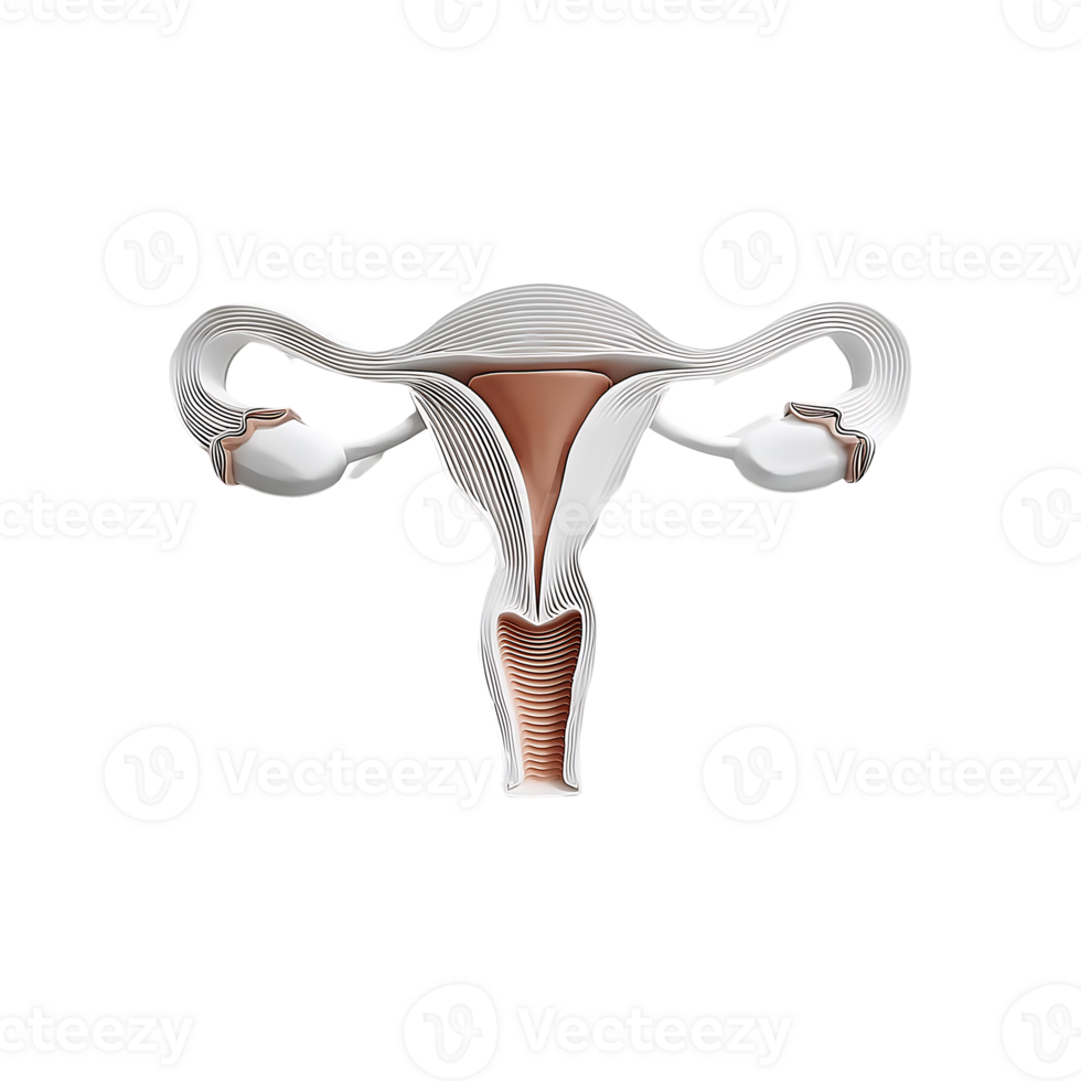 Human Male Reproductive System Medical Icon Symbol isolated on transparent background png
