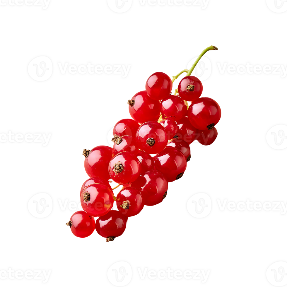 Currant isolated on transparent background png