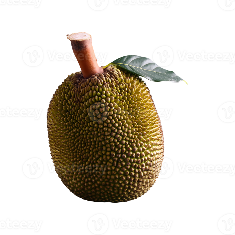 Jackfruit isolated on transparent background png