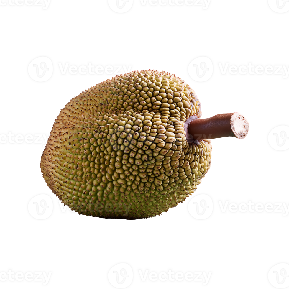 Jackfruit isolated on transparent background png